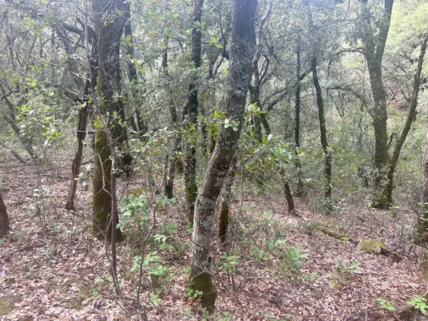 a view of plants and trees