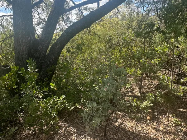 a view of a yard with plants and trees