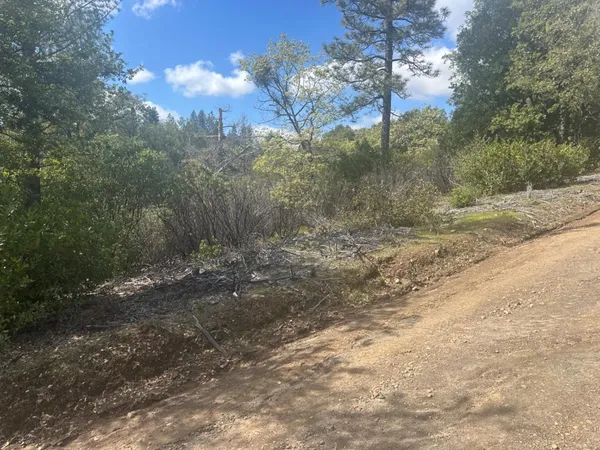 a view of a forest filled with trees