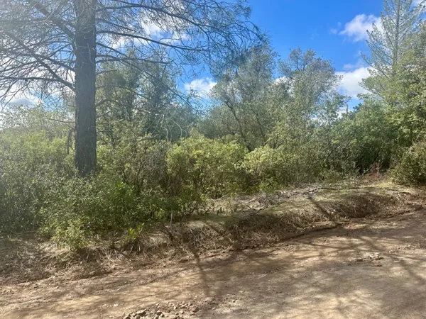 a view of a yard with a tree