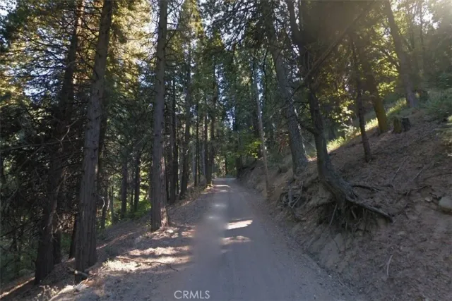 a view of a forest with trees