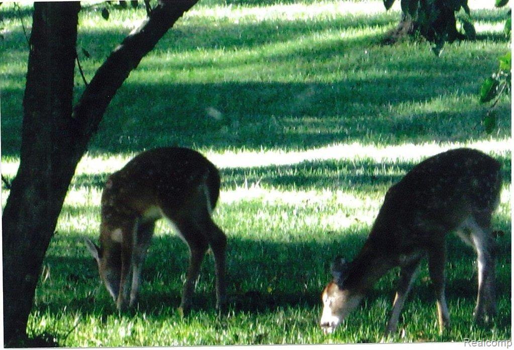4745 East Allen Road Howell, MI 48855 - Photo 20 of 23 deer.jpg