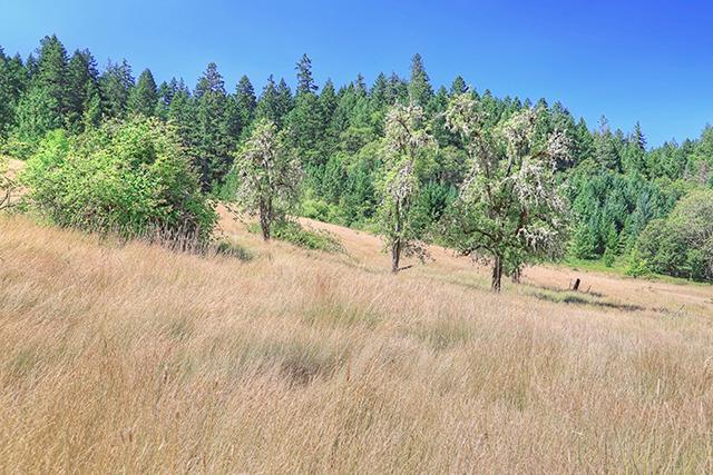 10527 Lower River Road Grants Pass, OR 97526 - Photo 27 of 31 Additional Photo