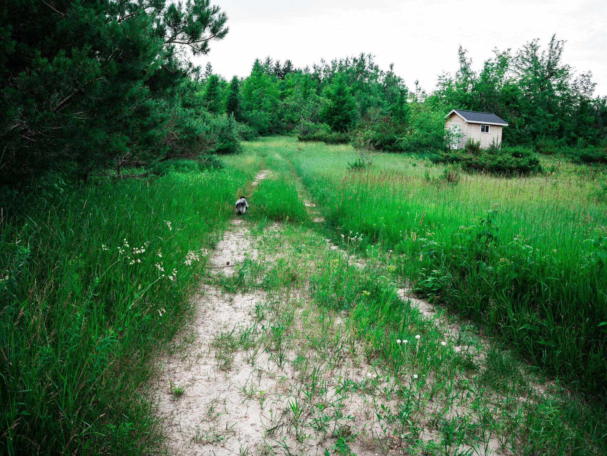 1637 McGregor Road Vanderbilt, MI 49795 - Photo 30 of 40 Gallery Image 30