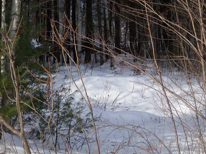 279 Shady Nook Road Newfield, ME 04095 - Photo 10 of 14 Land.