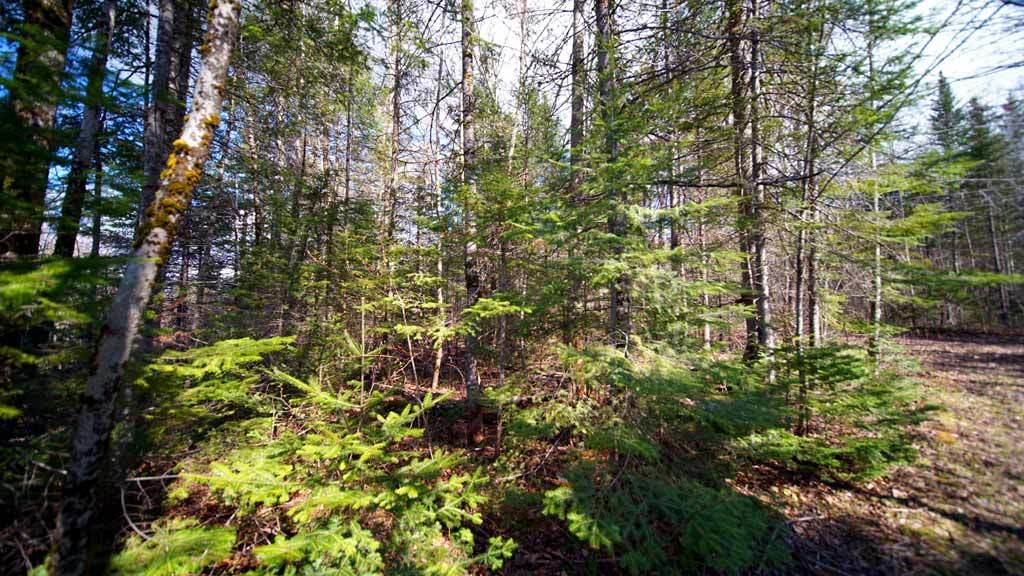 Lot 23 Mill Road East Orient, ME 04471 - Photo 26 of 28 land-me-cary-williams-11