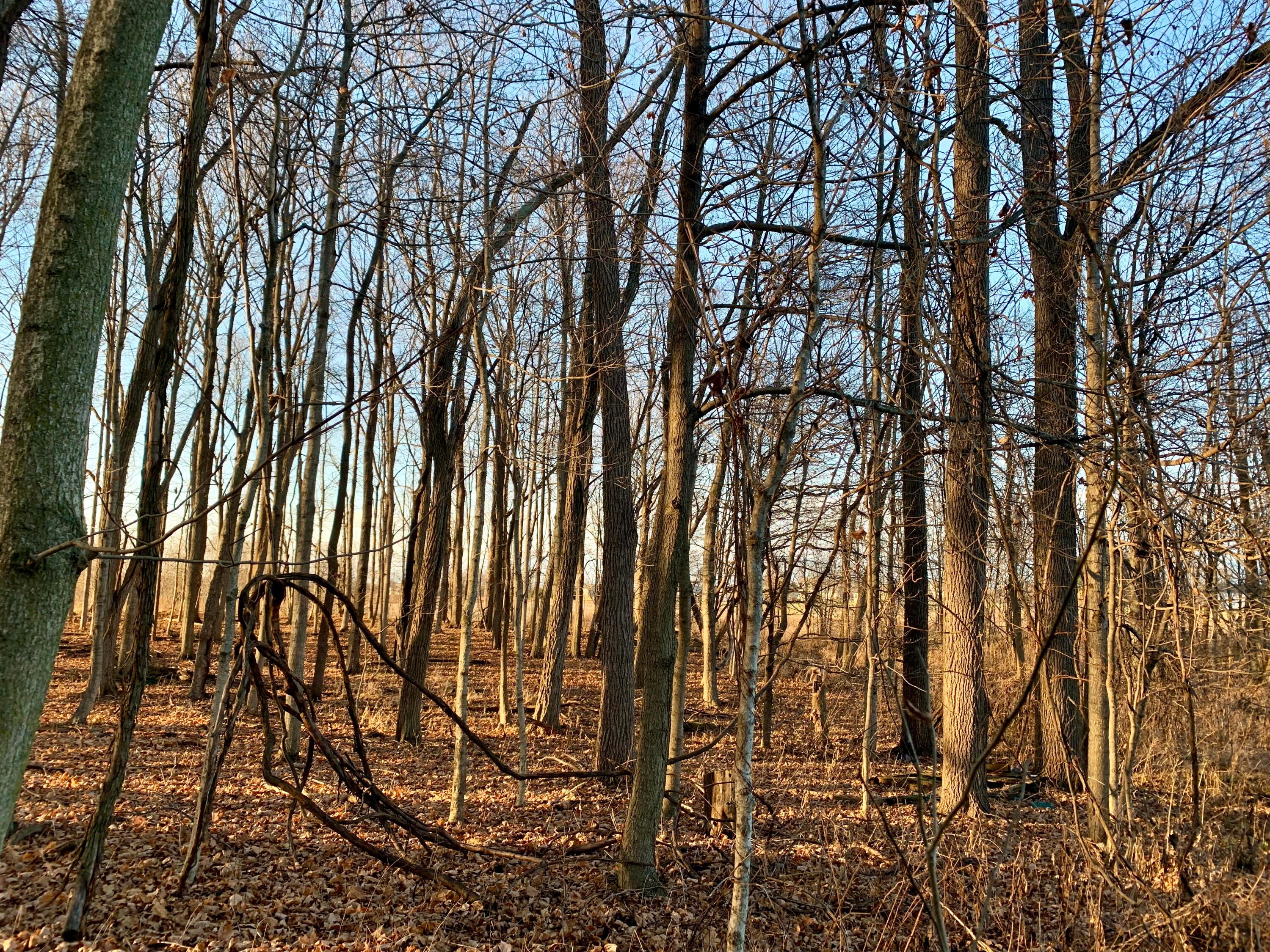 0 Reynolds Road Centerburg, OH 43011 - Photo 5 of 8 Woods!