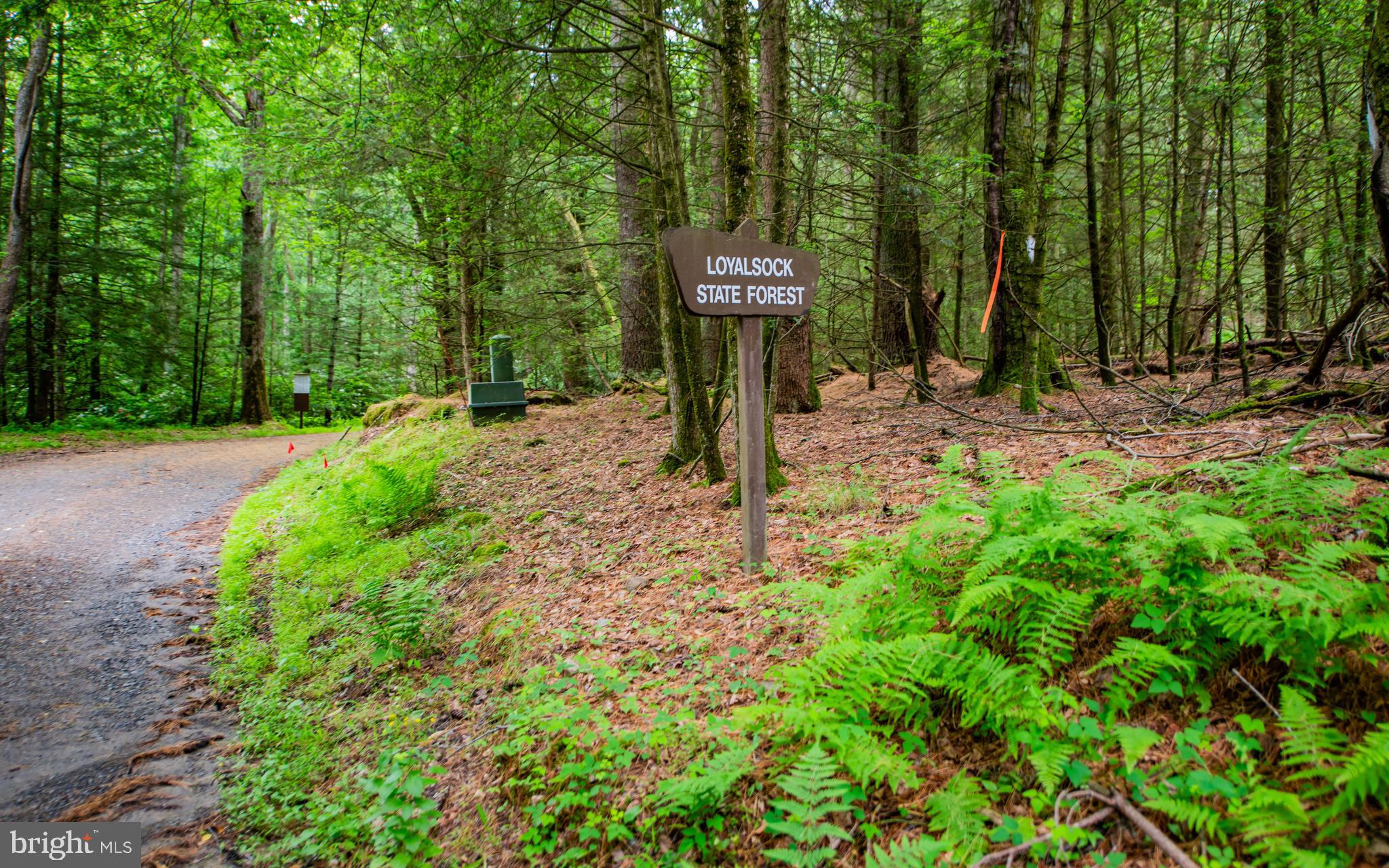 2776 Butternut Grove Road Montoursville, PA 17754 - Photo 54 of 62 Loyalsock State Forest