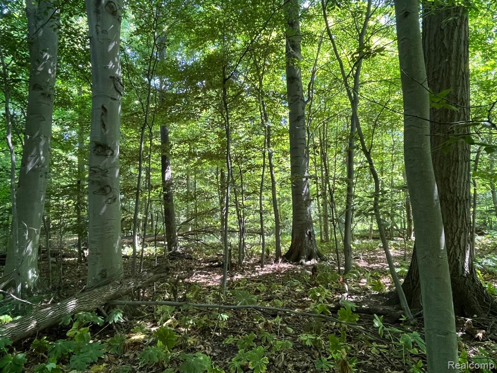 Lot B Lot B Sites Road Lapeer, MI 48446 - Photo 3 of 4