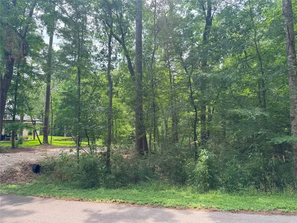 a view of a forest with a tree