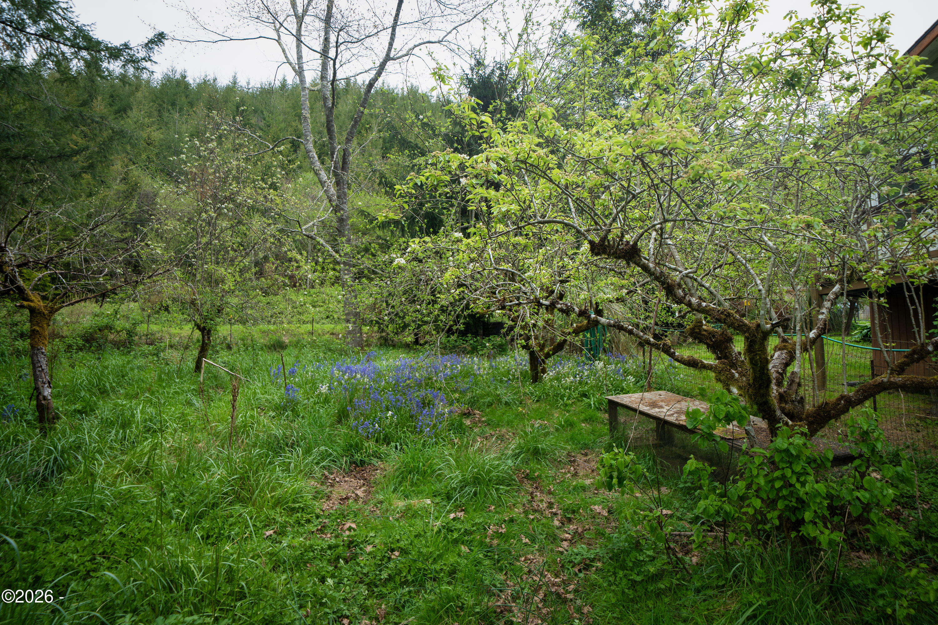 Fantastic, fenced orchard with wildflower grove