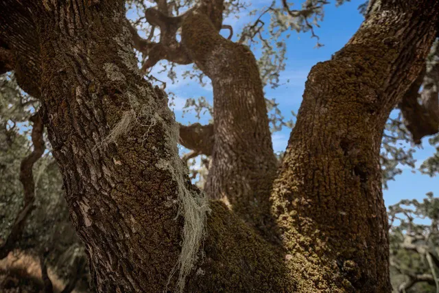 a view of road with large trees