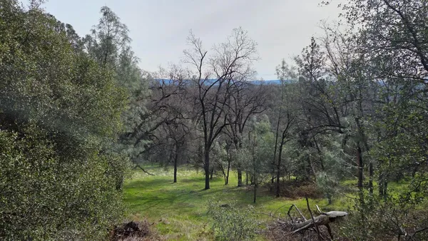a view of a forest that has large trees