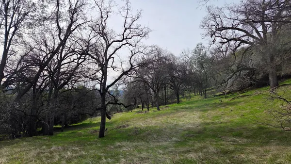 a picture of tree