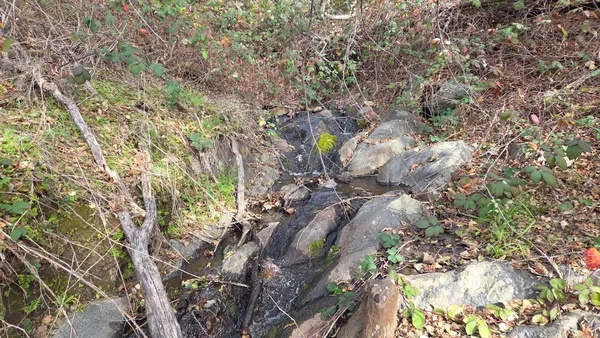 a view of a grassy field with trees