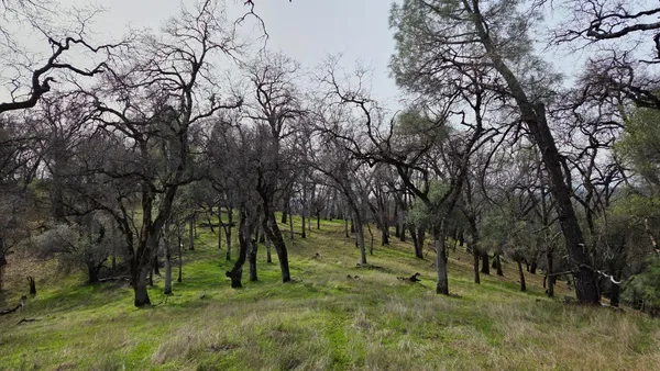a big yard with lots of green space and trees
