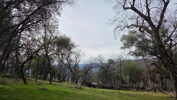 a view of outdoor space with lots of trees