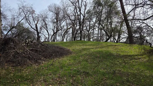 a view of a yard with a tree