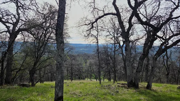 a view of backyard with green space