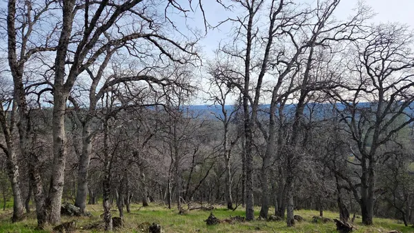 a view of a forest filled with trees