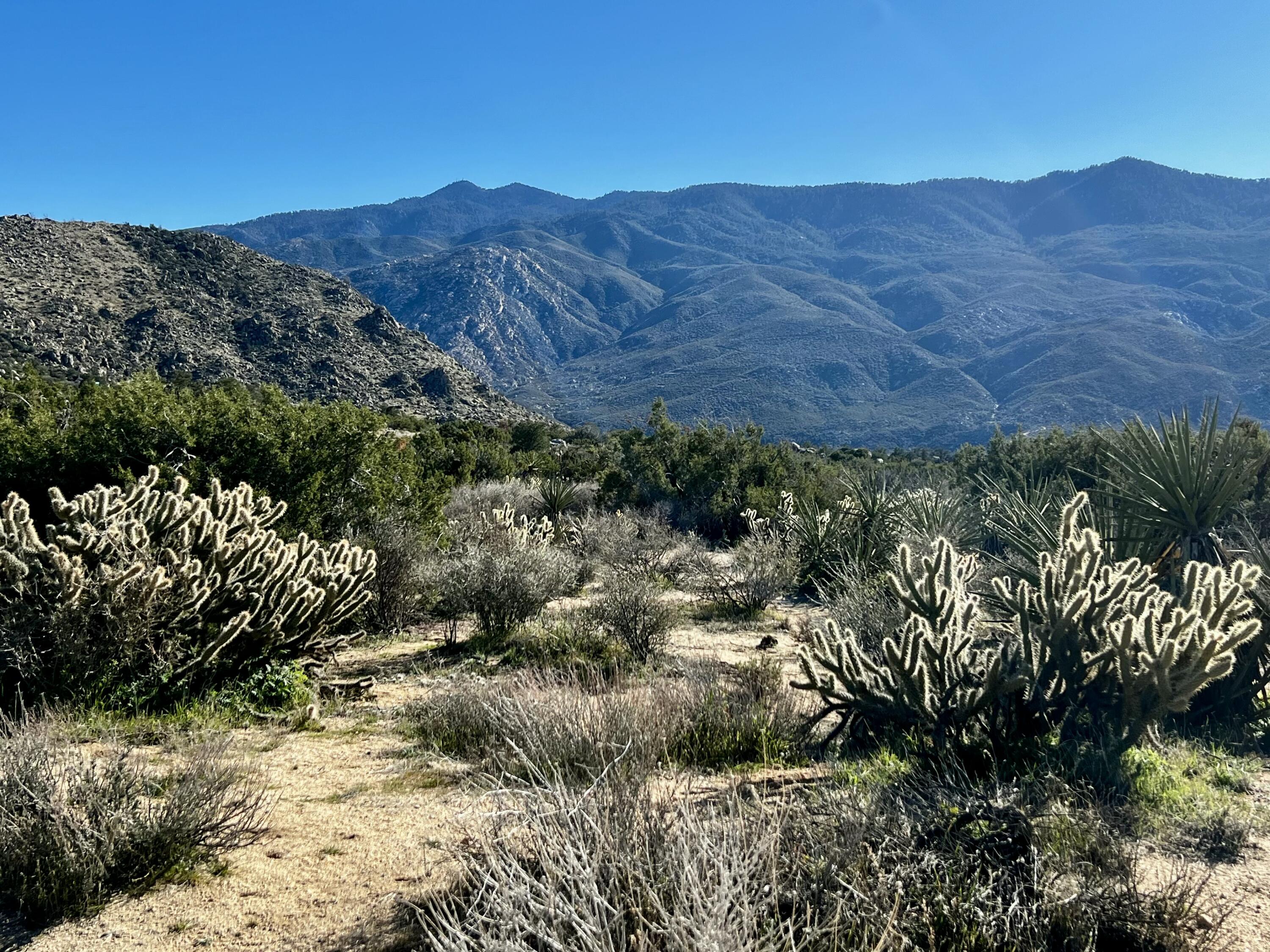 a view of a lot of trees and mountain in the background