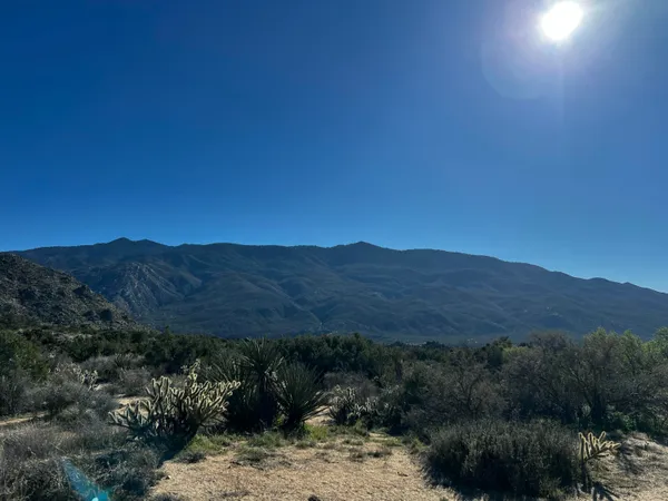 a view of a forest with mountains in the background