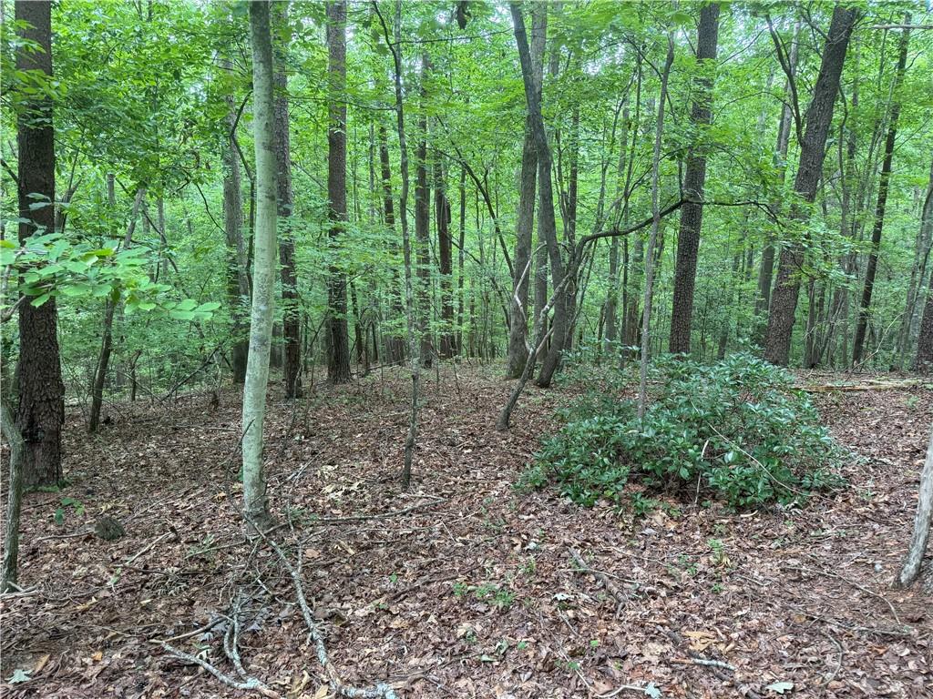 0 Captain McDonald Road Dahlonega, GA 30533 - Photo 3 of 10 a view of a forest that has large trees