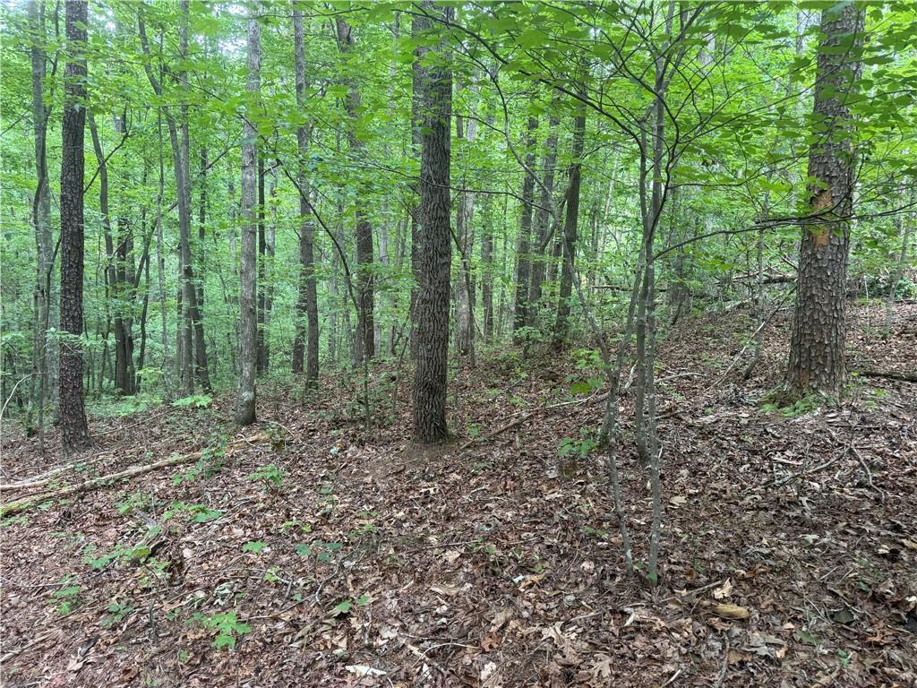 0 Captain McDonald Road Dahlonega, GA 30533 - Photo 5 of 10 a view of a forest with trees