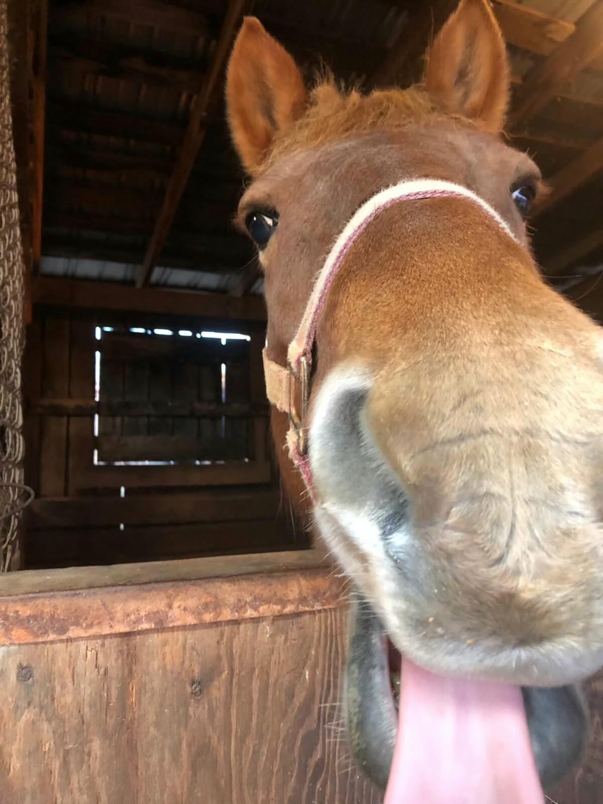 955 Kingston Road Wirtz, VA 24184 - Photo 47 of 60 image000000