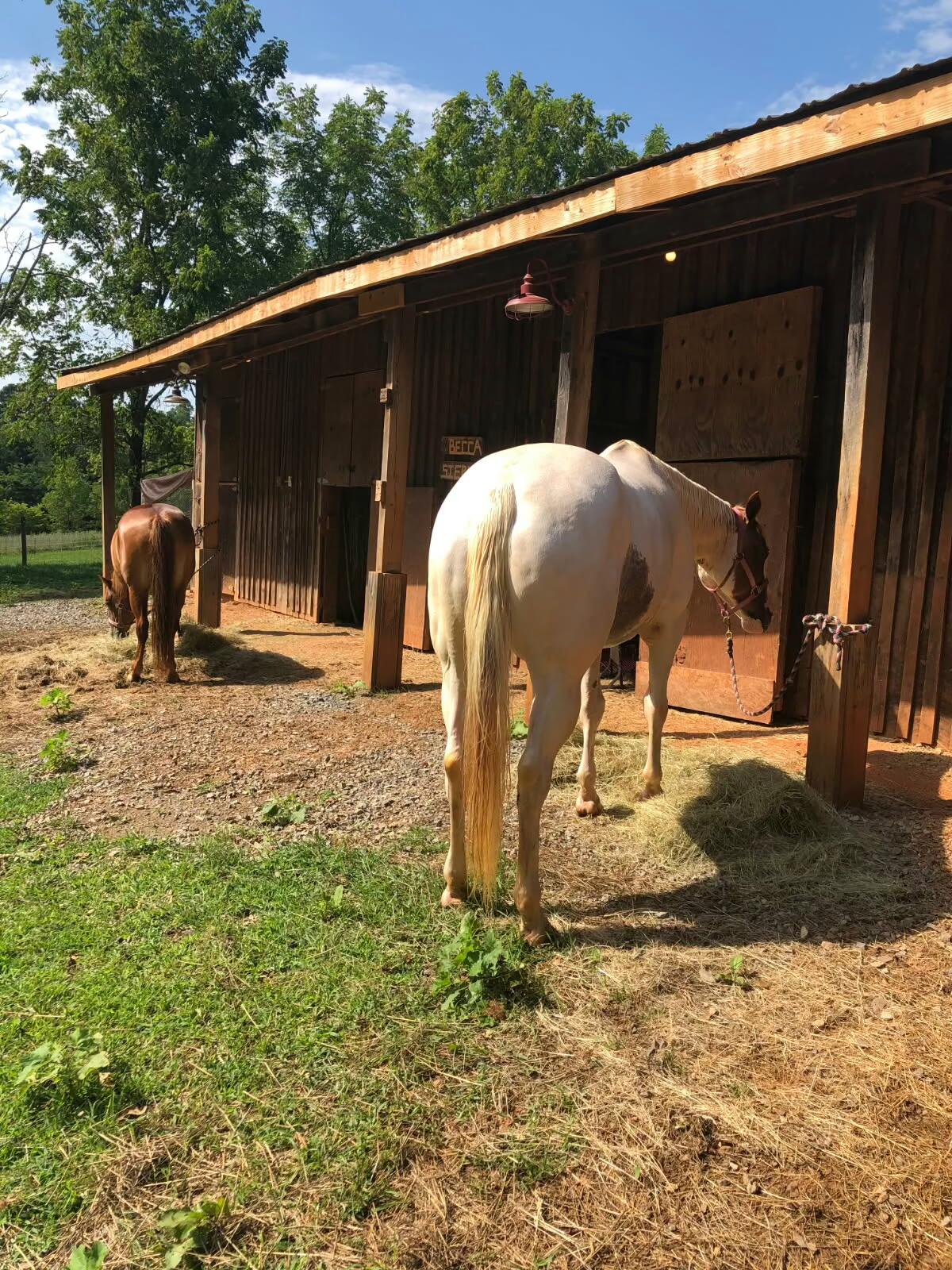 955 Kingston Road Wirtz, VA 24184 - Photo 48 of 60 horse