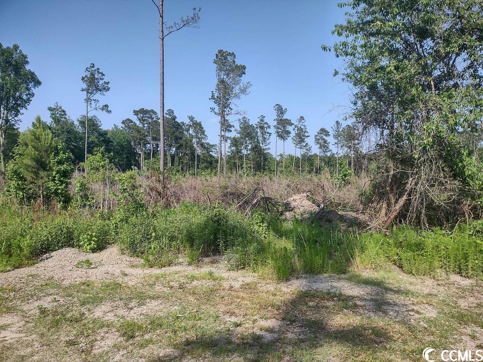 814 Ray Road Hemingway, SC 29554 - Photo 2 of 9
