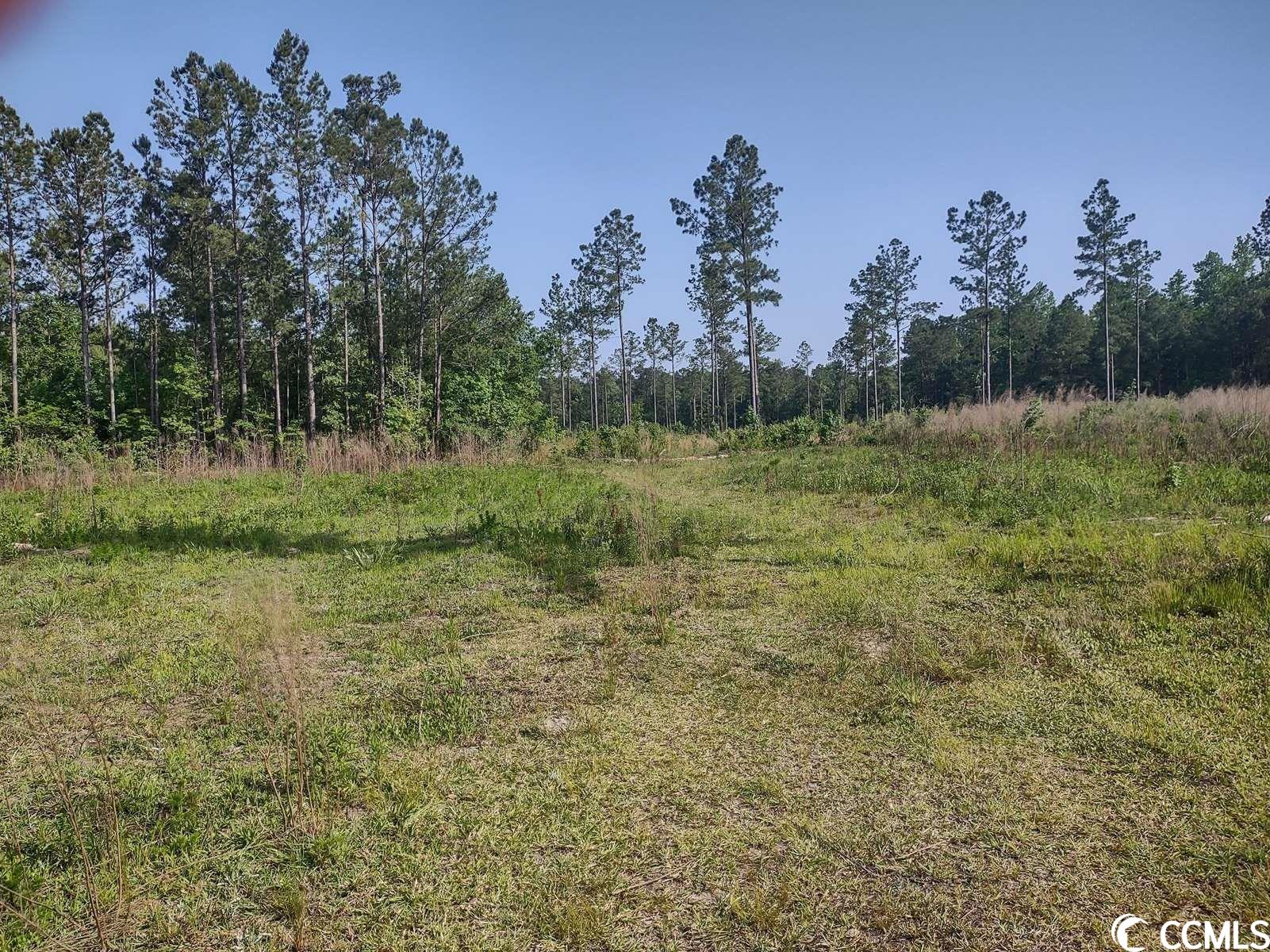 814 Ray Road Hemingway, SC 29554 - Photo 5 of 9