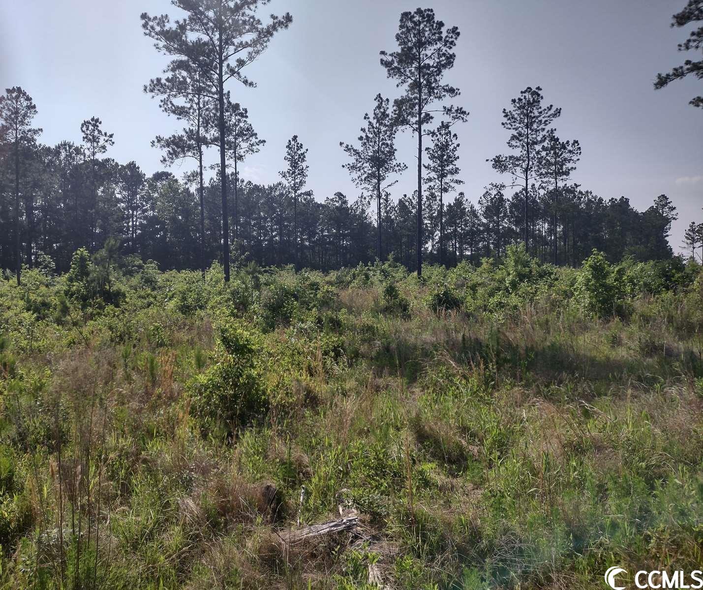 814 Ray Road Hemingway, SC 29554 - Photo 6 of 9