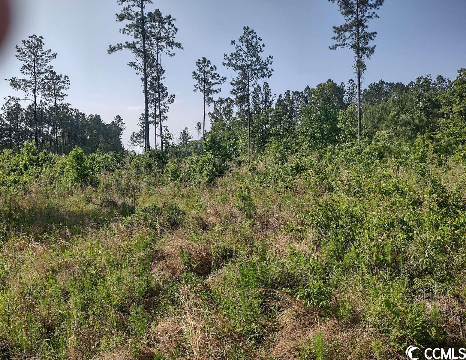 814 Ray Road Hemingway, SC 29554 - Photo 7 of 9