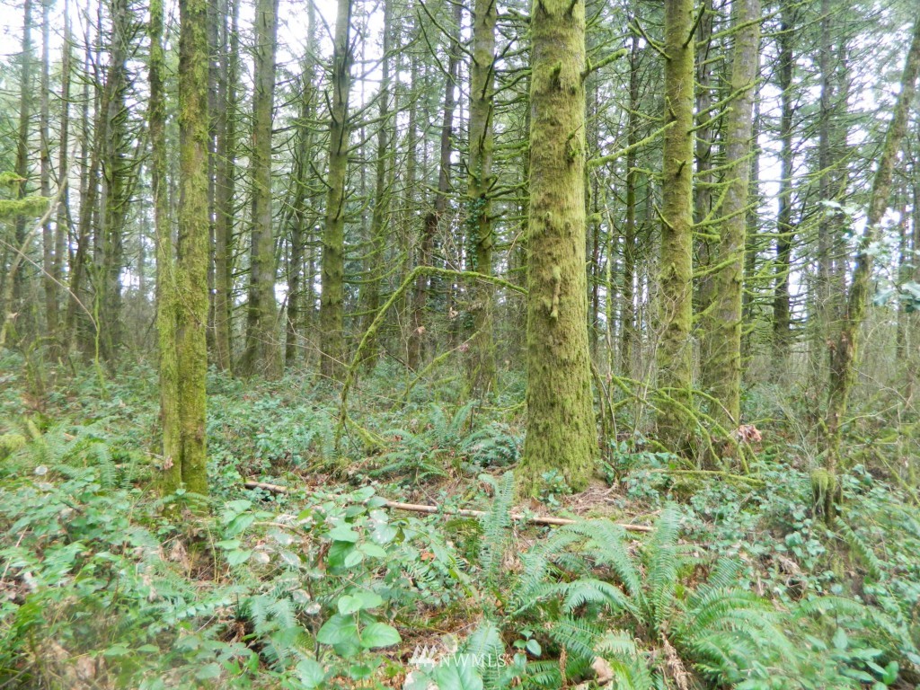 0 Studebaker Rd Spur Castle Rock, WA 98611 - Photo 1 of 16 Gallery Image 1