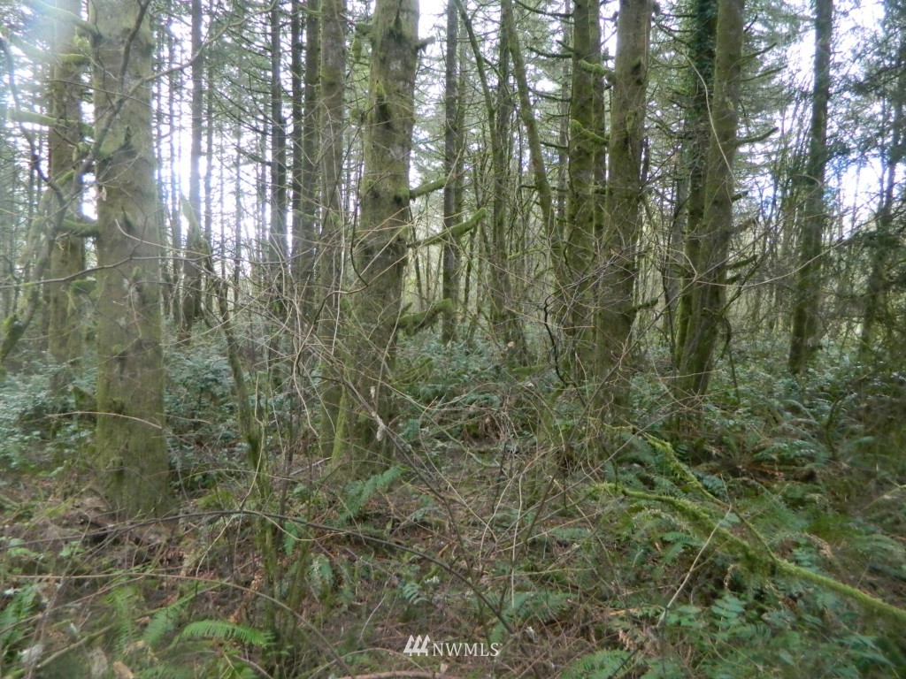 0 Studebaker Rd Spur Castle Rock, WA 98611 - Photo 4 of 16 Gallery Image 4
