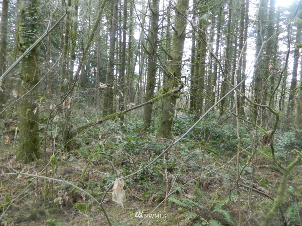 0 Studebaker Rd Spur Castle Rock, WA 98611 - Photo 5 of 16 Gallery Image 5