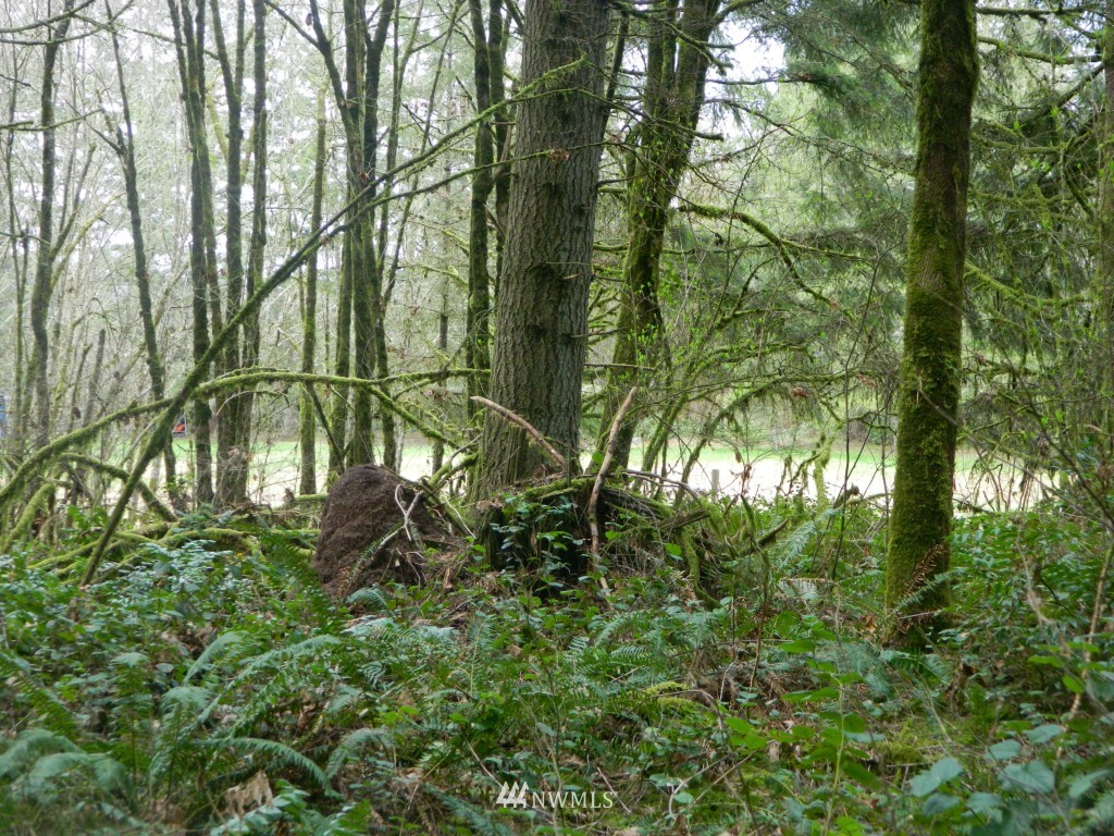 0 Studebaker Rd Spur Castle Rock, WA 98611 - Photo 8 of 16 Gallery Image 8