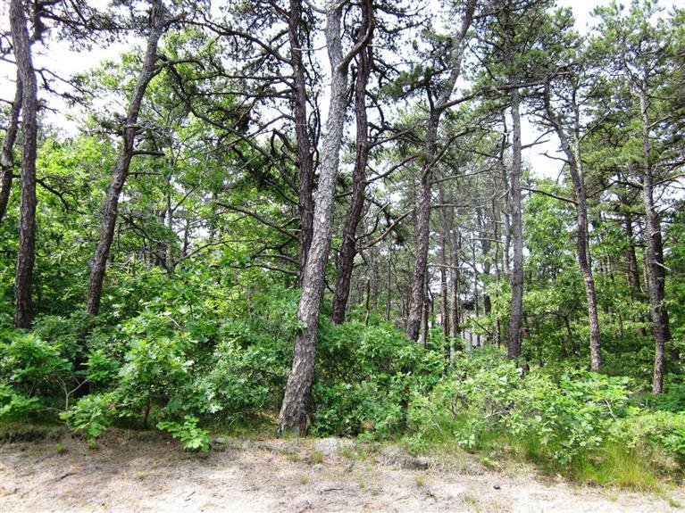 55 Pole Dike Road Wellfleet, MA 02667 - Photo 3 of 6 Additional Photo