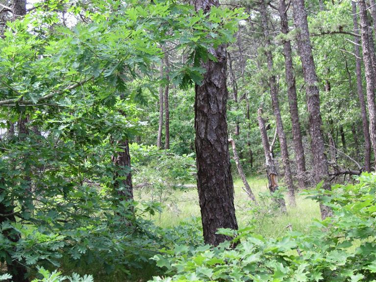 55 Pole Dike Road Wellfleet, MA 02667 - Photo 4 of 6 Additional Photo