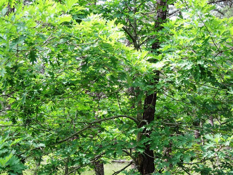 55 Pole Dike Road Wellfleet, MA 02667 - Photo 5 of 6 Additional Photo