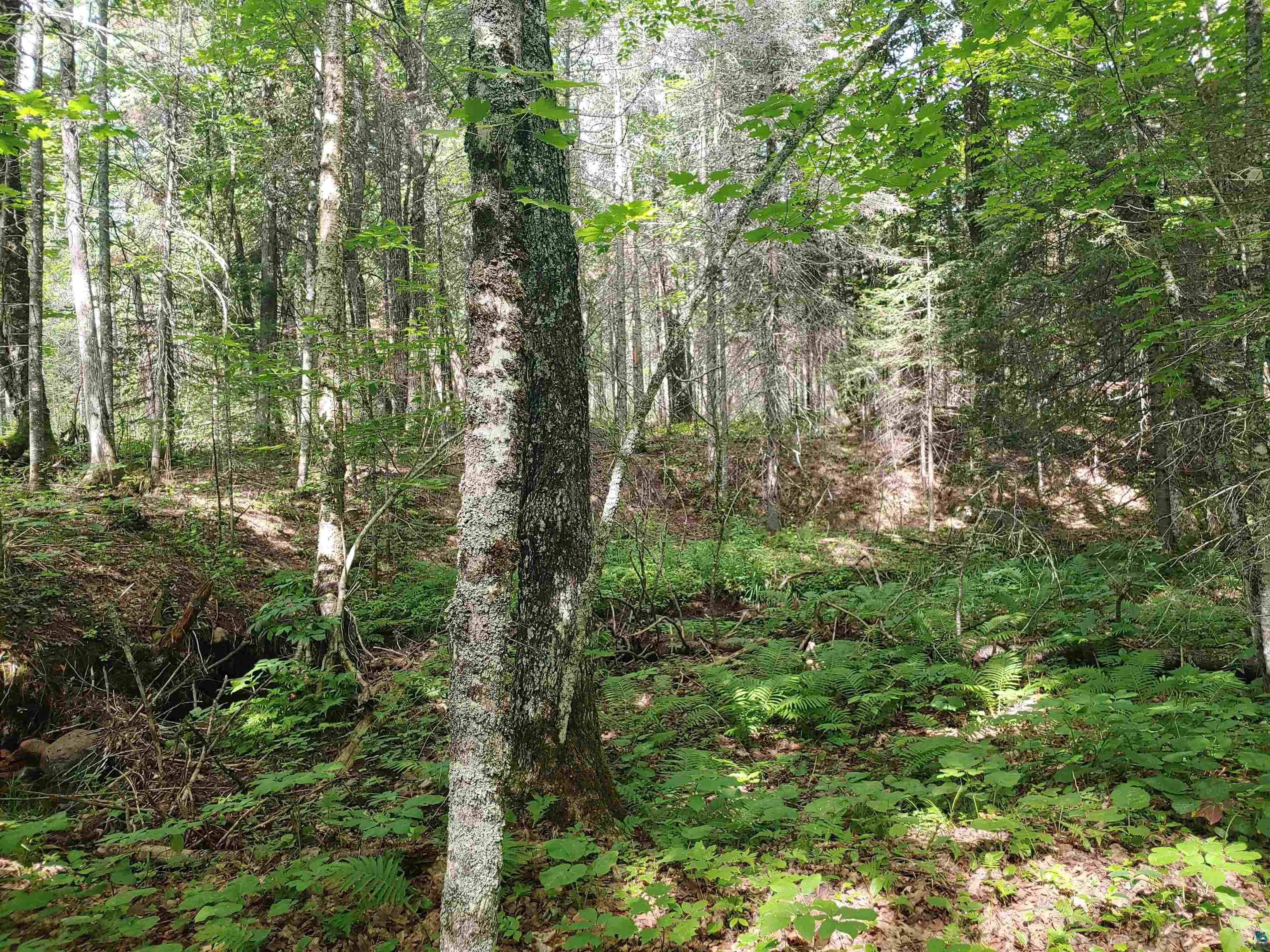 Two Gun Club Road Two Harbors, MN 55616 - Photo 6 of 10