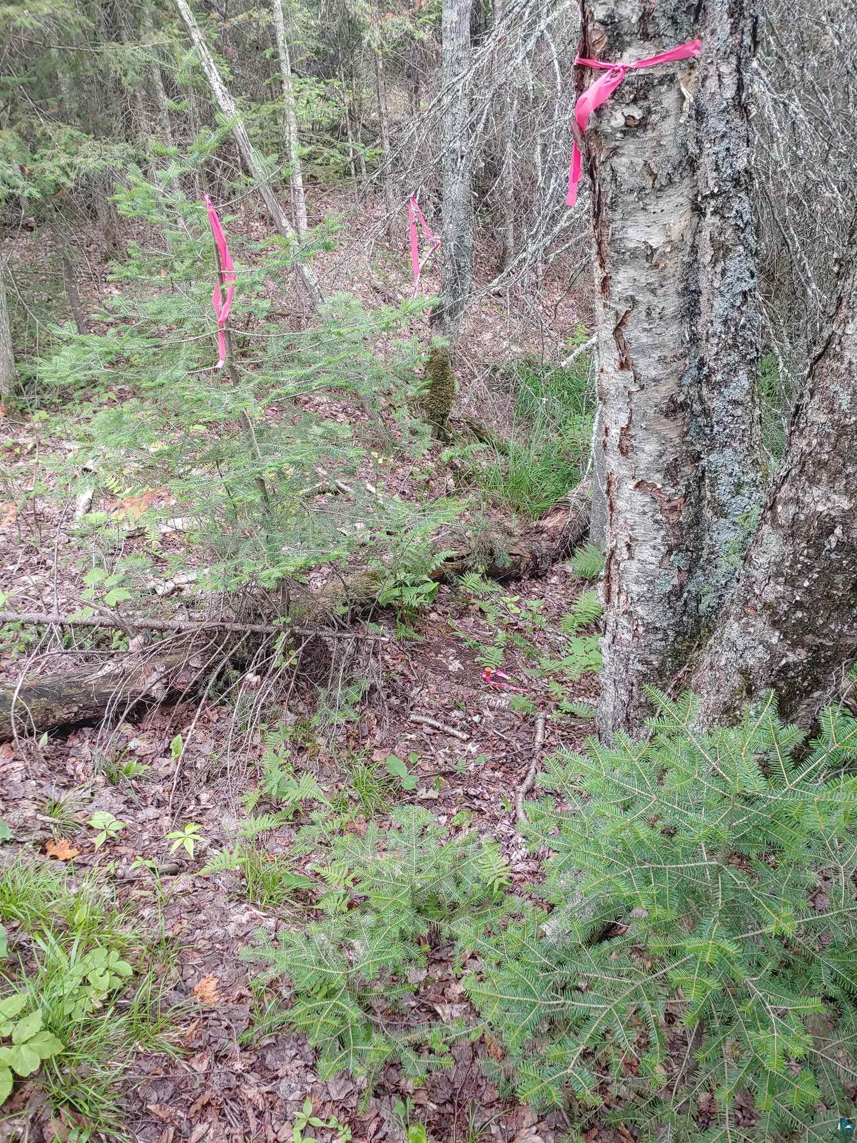 Two Gun Club Road Two Harbors, MN 55616 - Photo 8 of 10