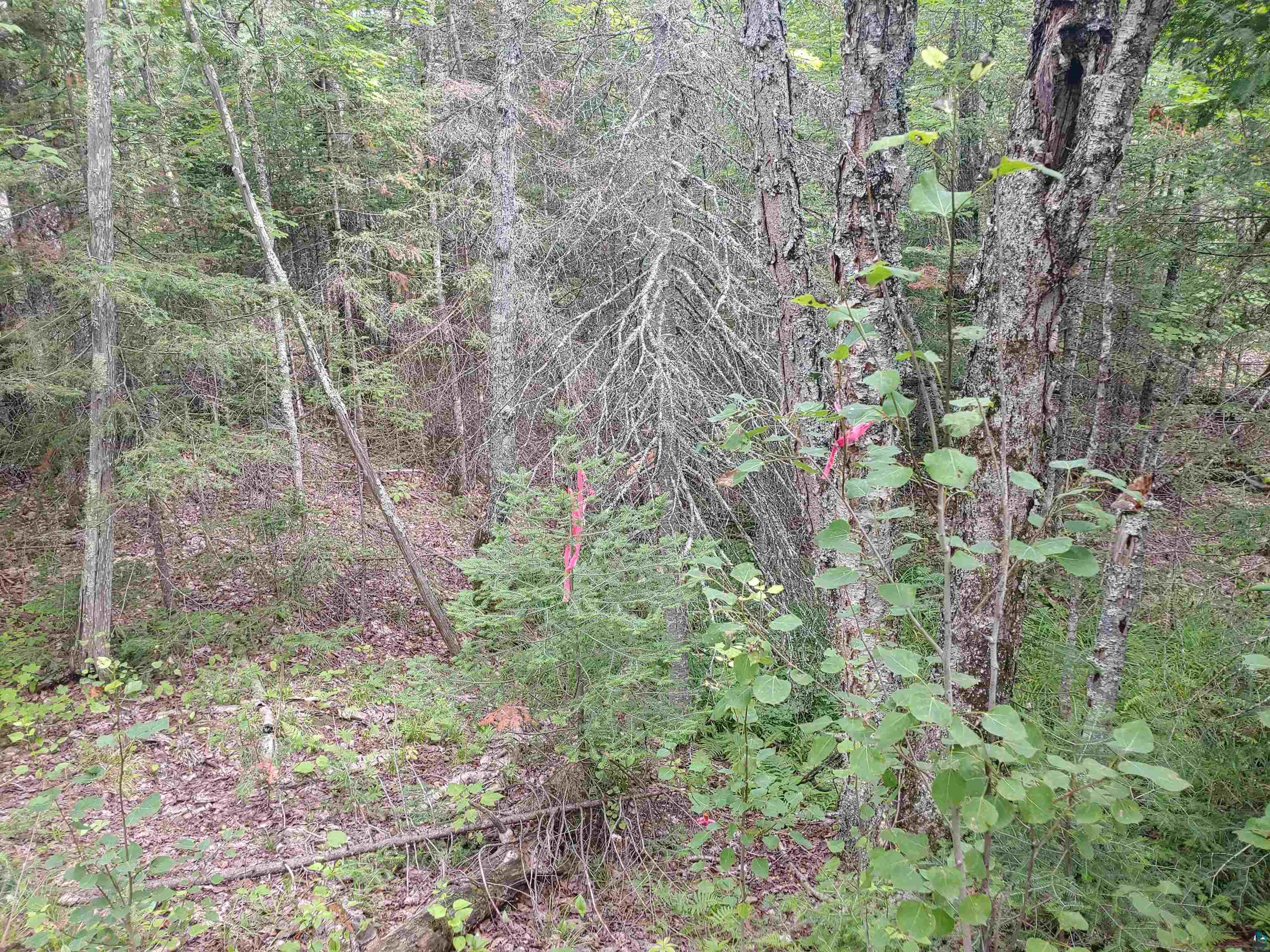 Two Gun Club Road Two Harbors, MN 55616 - Photo 9 of 10