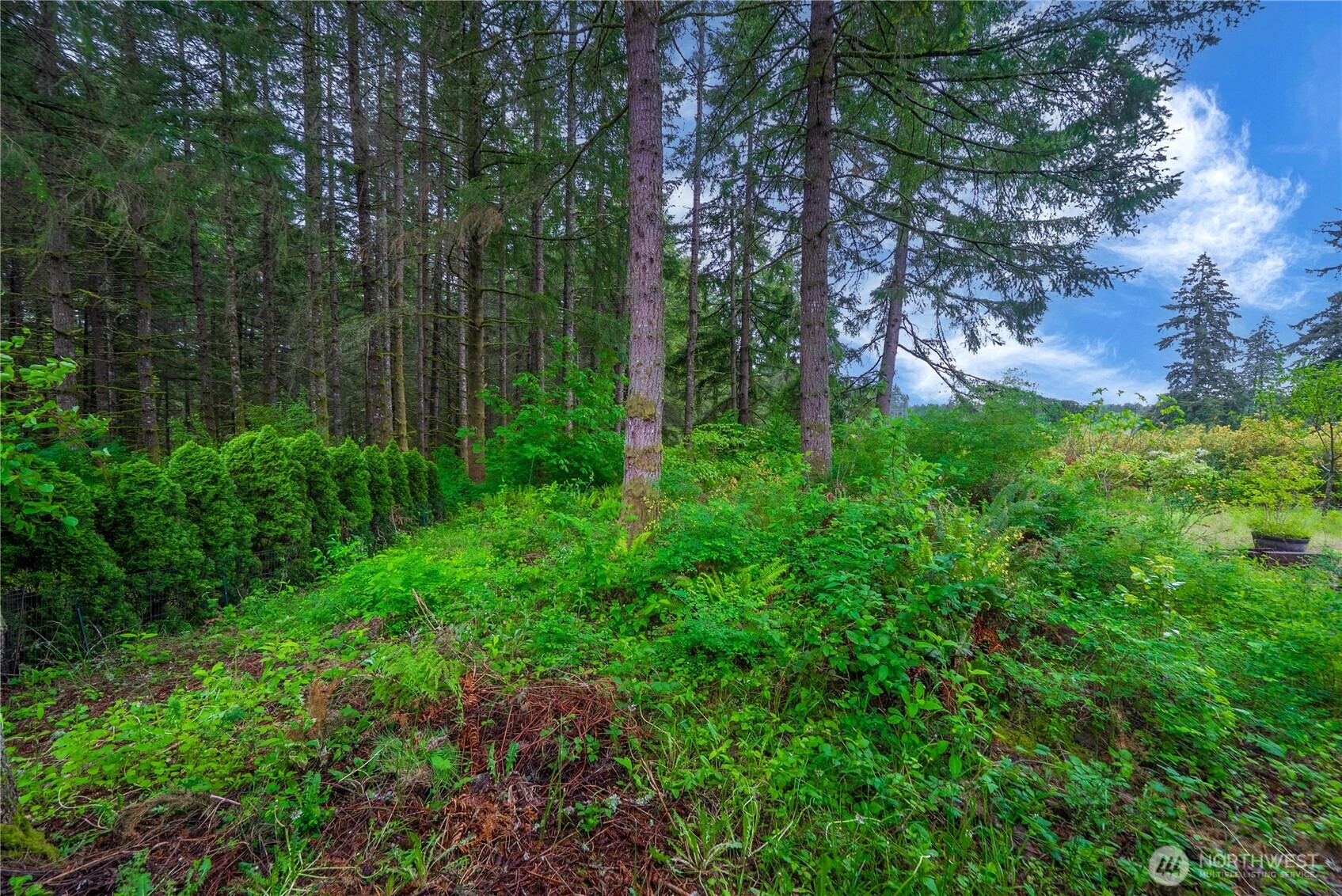 1546 Reservation Road Southeast, Unit 149 Olympia, WA 98513 - Photo 37 of 38 a view of a lush green forest