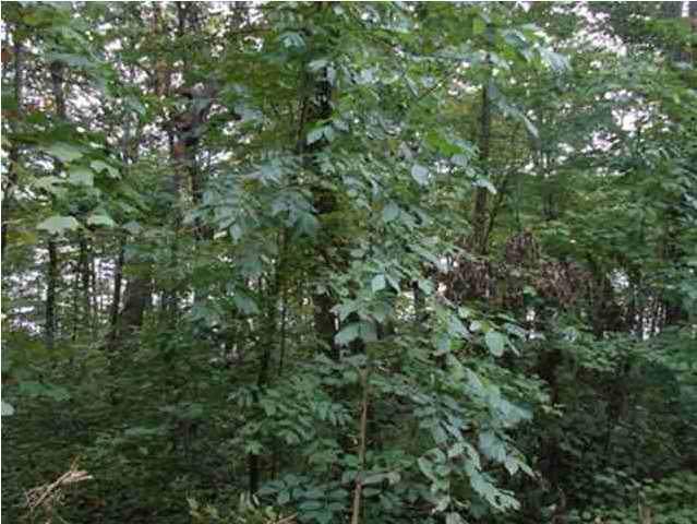 77 Lake View Road Pikeville, TN 37367 - Photo 4 of 5 Additional Photo