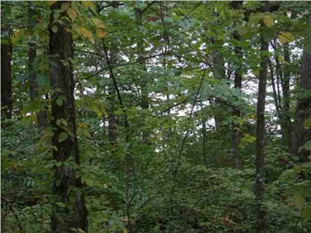 77 Lake View Road Pikeville, TN 37367 - Photo 5 of 5 Additional Photo