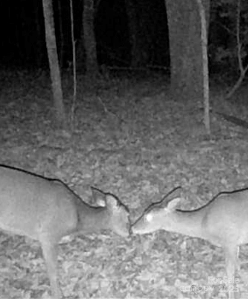Tbd Southfork Road Lincolnton, NC 28092 - Photo 11 of 38 a view of a dry yard