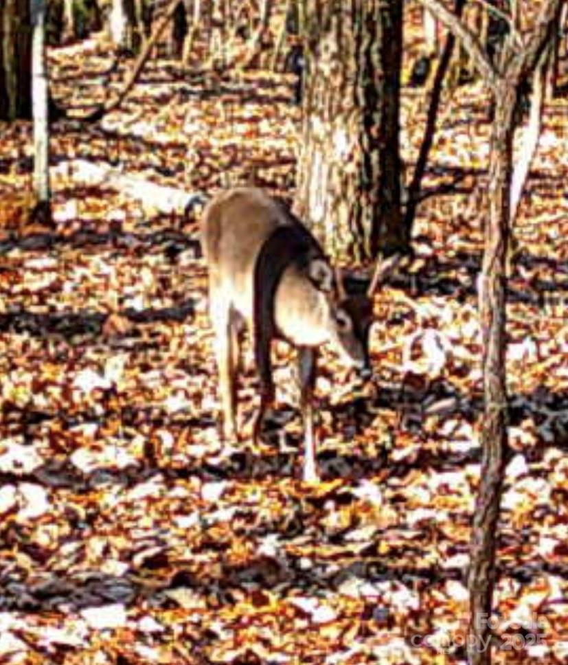 Tbd Southfork Road Lincolnton, NC 28092 - Photo 5 of 38 a picture of a tree