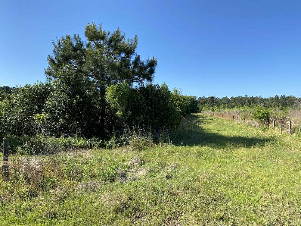 0 The Twins Road Kingstree, SC 29556 - Photo 8 of 12 8
